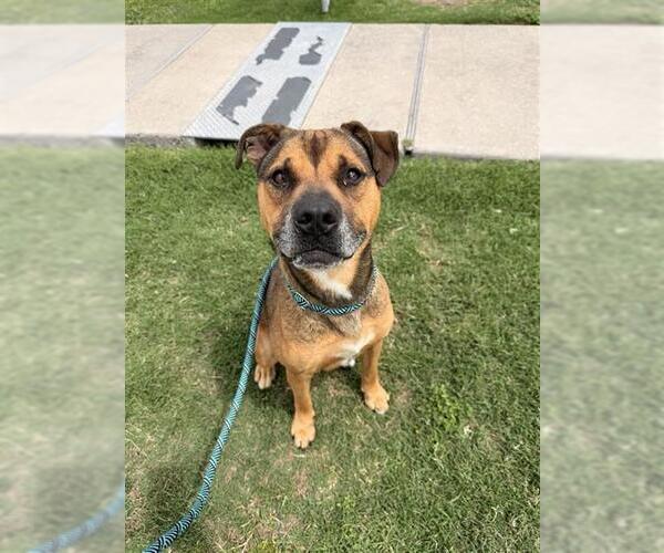 Medium Photo #2 American Pit Bull Terrier-Staffordshire Bull Terrier Mix Puppy For Sale in Corpus Christi, TX, USA
