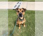 Small #1 American Pit Bull Terrier-Staffordshire Bull Terrier Mix