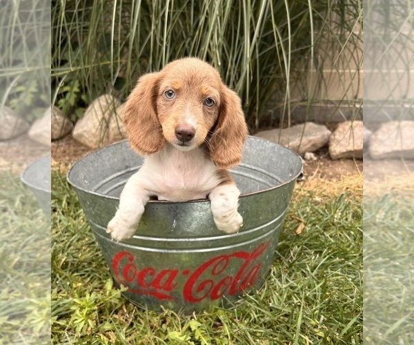 Medium Photo #2 Dachshund Puppy For Sale in MIDDLEBURY, IN, USA