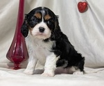 Small #4 Cavalier King Charles Spaniel