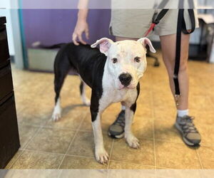 American Staffordshire Terrier-Unknown Mix Dogs for adoption in Raleigh, NC, USA