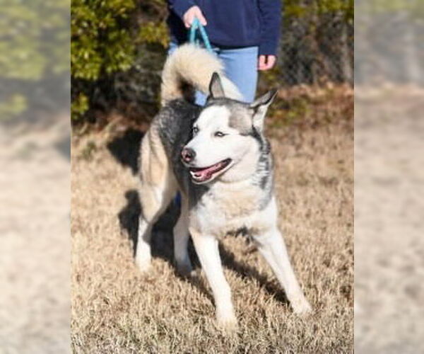 Medium Photo #4 Siberian Husky Puppy For Sale in Glen Allen, VA, USA