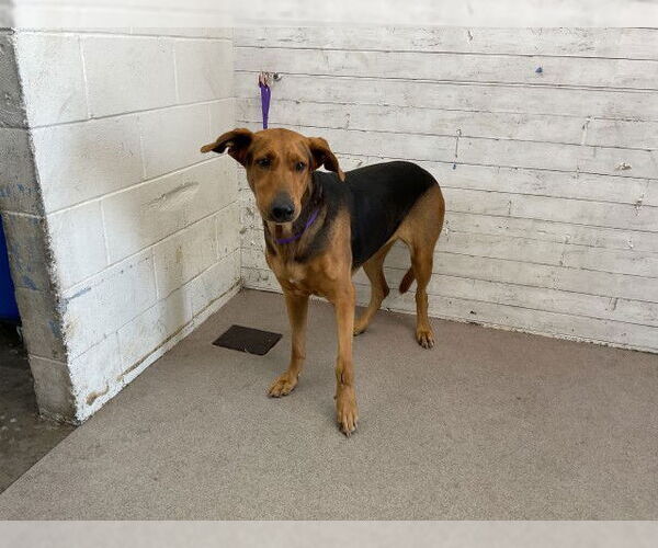 Medium Photo #1 German Shepherd Dog-Unknown Mix Puppy For Sale in San Bernardino, CA, USA