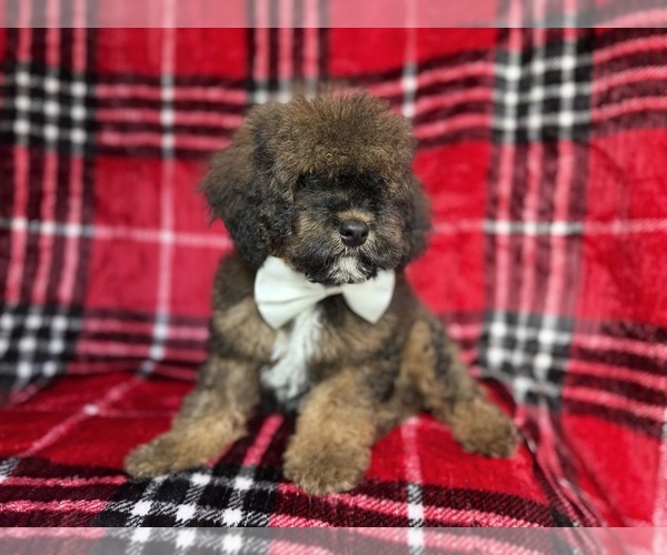 Medium Photo #4 Cockapoo (Miniature) Puppy For Sale in LAKELAND, FL, USA