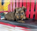 Small #4 Morkie