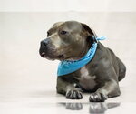 Small Photo #2 Mutt Puppy For Sale in Sanford, FL, USA