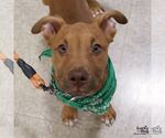 Small Photo #7 Retriever -Unknown Mix Puppy For Sale in Washington, DC, USA
