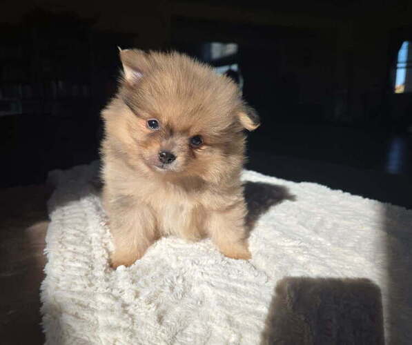 Medium Photo #2 Pomeranian Puppy For Sale in ORRVILLE, OH, USA