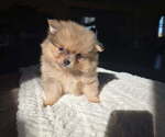 Luke - Male Pomeranian Puppy for Sale - Photo #2