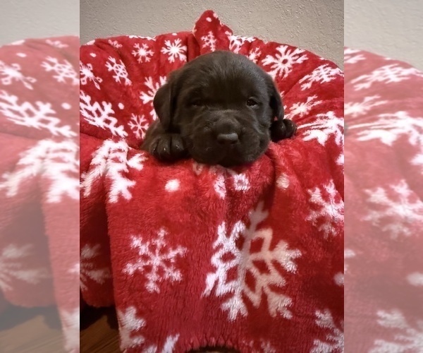 Medium Photo #9 Labrador Retriever Puppy For Sale in LELAND, NC, USA