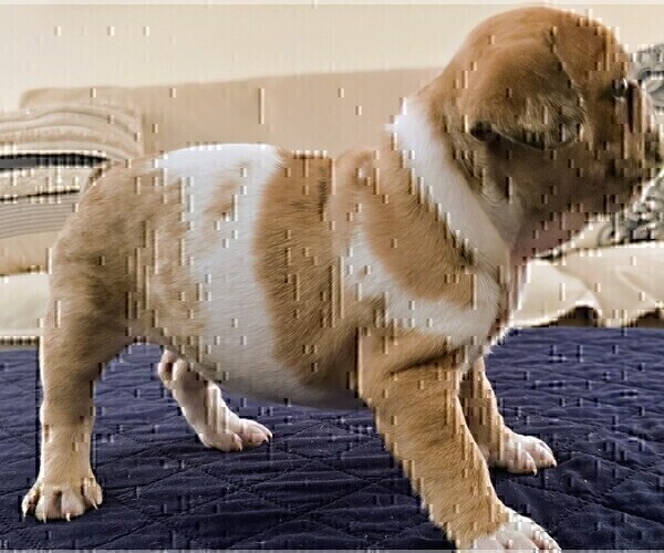 Medium Photo #11 French Bulldog Puppy For Sale in CHINO HILLS, CA, USA