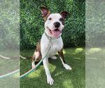 Small American Bulldog