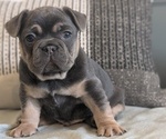 Small Photo #55 French Bulldog Puppy For Sale in GOSHEN, IN, USA