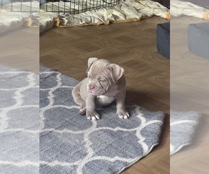 Medium American Bully