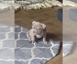 Puppy Polo American Bully