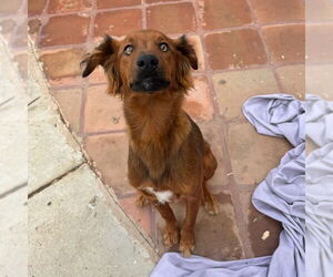 Shylo - Male Irish Setter-Unknown Mix Dog for Adoption - Photo #4