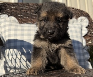 German Shepherd Dog Puppy for Sale in MARSHALL, Missouri USA