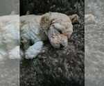 Small #3 Poodle (Standard)