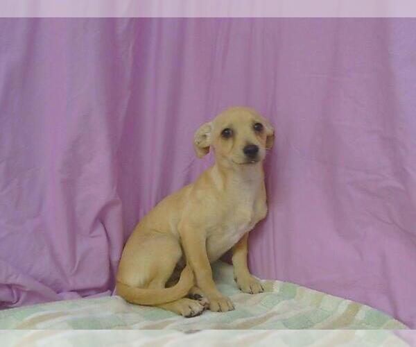 Medium Photo #1 Chihuahua Puppy For Sale in Sacramento, CA, USA