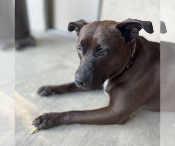 Medium Photo #3 Staffordshire Bull Terrier-Unknown Mix Puppy For Sale in San Jose, CA, USA