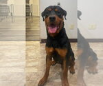 Small #1 Rottweiler Mix