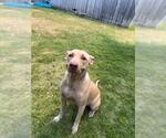 Small #1 Mutt