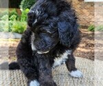 Small #7 F2 Aussiedoodle