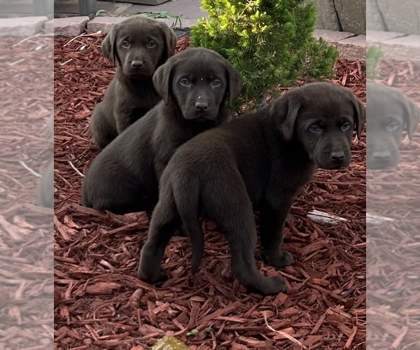 Medium Photo #2 Labrador Retriever Puppy For Sale in THORNTON, CO, USA