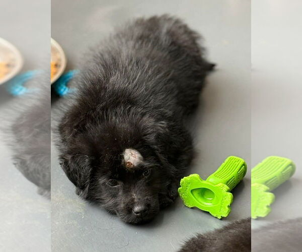 Medium Photo #2 Aussiedor Puppy For Sale in Aurora, IN, USA