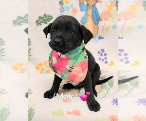 Labrador Retriever-Unknown Mix Dogs for adoption in SHERBURNE, NY, USA