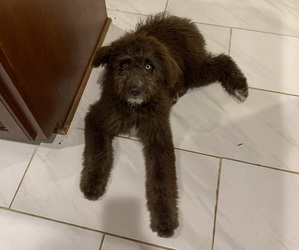 Aussiedoodle Puppy for sale in ASHEBORO, NC, USA