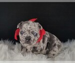 Small Photo #10 French Bulldog Puppy For Sale in PORT READING, NJ, USA