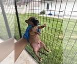 Small #2 American Pit Bull Terrier