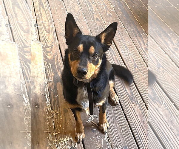 Medium Photo #1 Australian Kelpie Puppy For Sale in McDonough, GA, USA