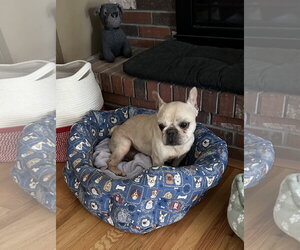French Bulldog-Unknown Mix Dogs for adoption in Cuyahoga Falls , OH, USA