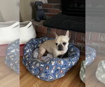 Small French Bulldog Mix