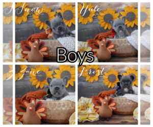 French Bulldog Puppy for Sale in LOXAHATCHEE, Florida USA