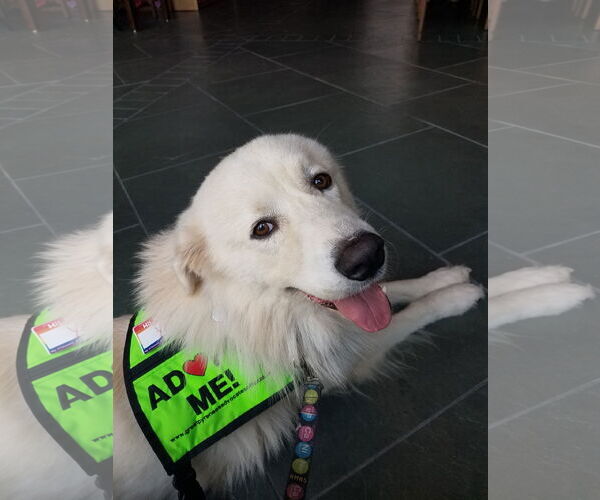 Medium Photo #2 Great Pyrenees-Unknown Mix Puppy For Sale in Houston, TX, USA