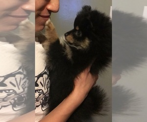 Mother of the Pomeranian puppies born on 12/23/2020