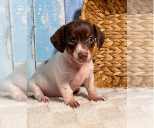 Medium Photo #2 Dachshund Puppy For Sale in MIRAMAR, FL, USA