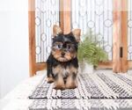 Small Photo #4 Yorkshire Terrier Puppy For Sale in NAPLES, FL, USA