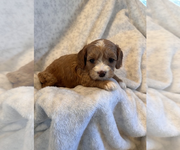 Medium Photo #1 Cavalier King Charles Spaniel-Poodle (Standard) Mix Puppy For Sale in TORRANCE, CA, USA