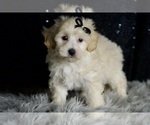 Small #4 Maltipoo (Miniature)