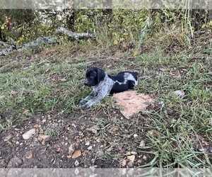 German Shorthaired Pointer Puppy for sale in HARTVILLE, MO, USA