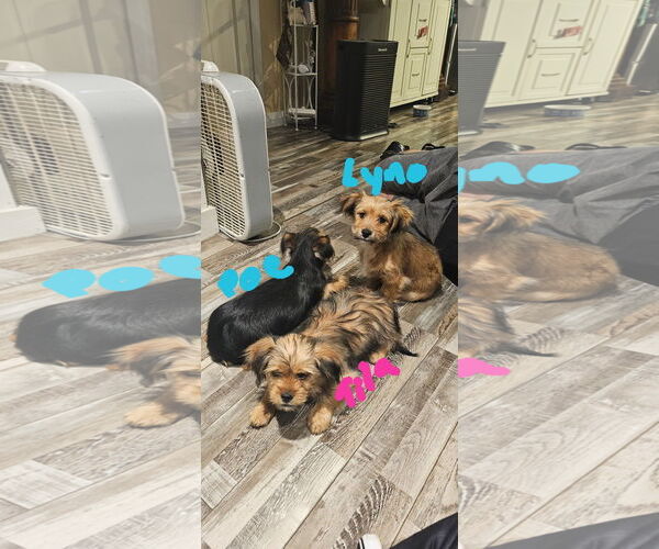 Medium Photo #4 ShiChi Puppy For Sale in Oakhurst, NJ, USA