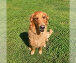 Cherry - Female Golden Retriever-Unknown Mix Dog for Adoption - Small photo