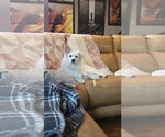 Small American Eskimo Dog