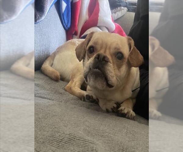 Medium Photo #1 French Bulldog-Unknown Mix Puppy For Sale in Derwood, MD, USA