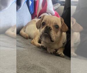 French Bulldog-Unknown Mix Dogs for adoption in Derwood, MD, USA