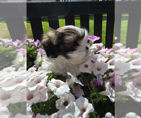 Medium Photo #2 Shih Tzu Puppy For Sale in BUFFALO, NY, USA